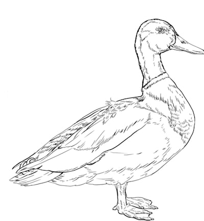 Cute duck coloring pages for toddlers kids