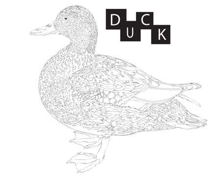 Duck animal coloring book or page isolated black line duck realistic duck line royalty free svg cliparts vectors and stock illustration image