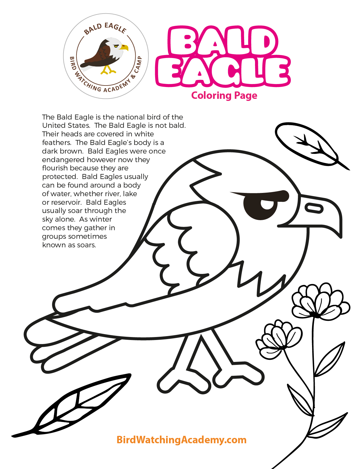 Bald eagle coloring page