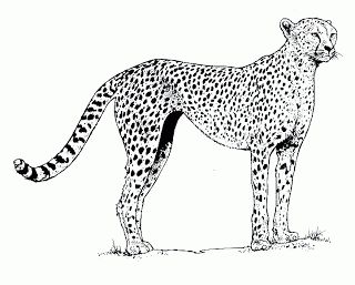 Cheetah