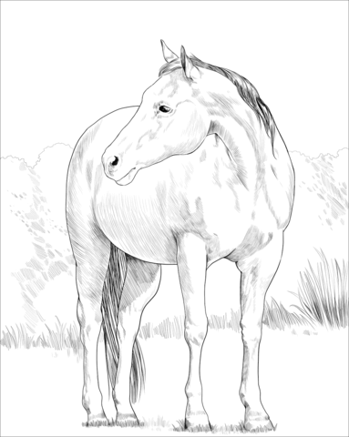 Quarter horse coloring page free printable coloring pages