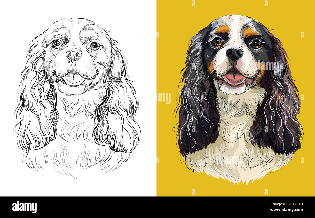 Realistic head of cavalier king charles spaniel dog vector black and white and colorful isolated illustration of dog for decoration coloring book stock vector image art