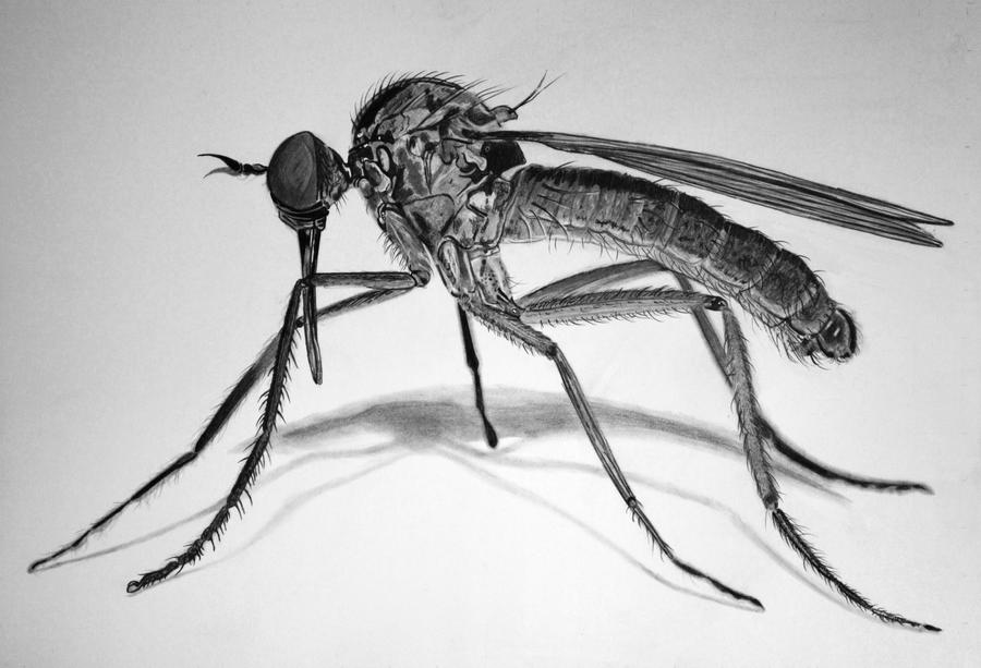 Mosquito without cat by paul