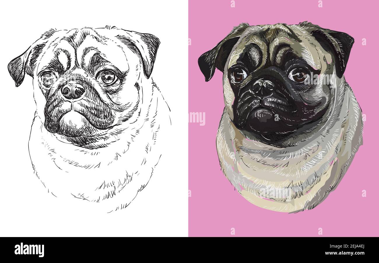 Realistic head of pug dog vector black and white and colorful isolated illustration of dog for decoration coloring book design prints posters p stock vector image art