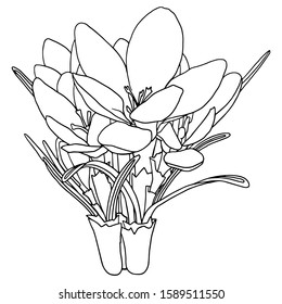 Vector illustration coloring page spring flowers stock vector royalty free