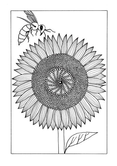 Vividly intricate sunflower adult coloring page