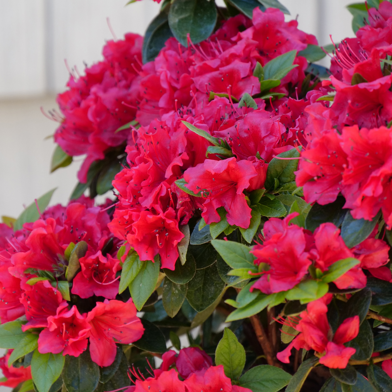 Azalea perfecto mundo red