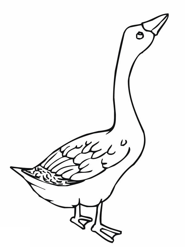 Angry goose coloring page coloring pages bird coloring pages animal coloring pages