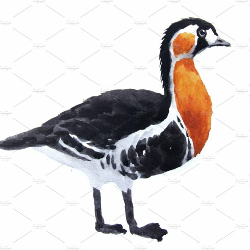 Goose clipart images illustrations for