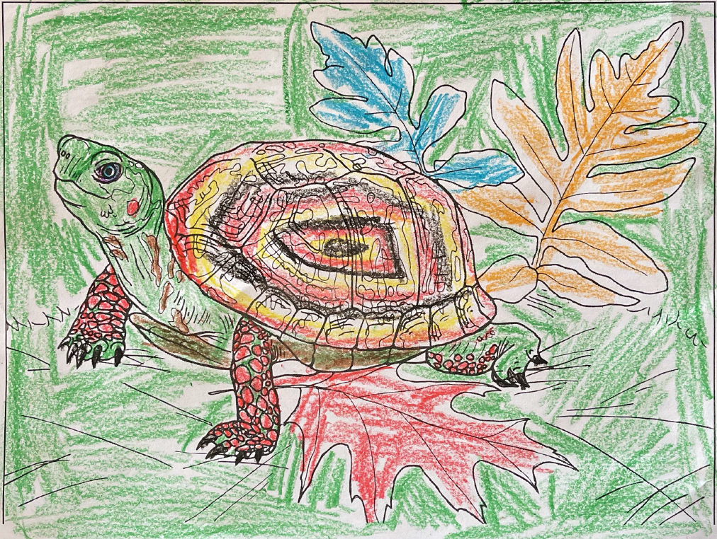 Announcing the winners of the âcelebrate turtlesâ coloring contest harris center