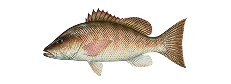 Mangrove snapper discover how to identify and tips to catch