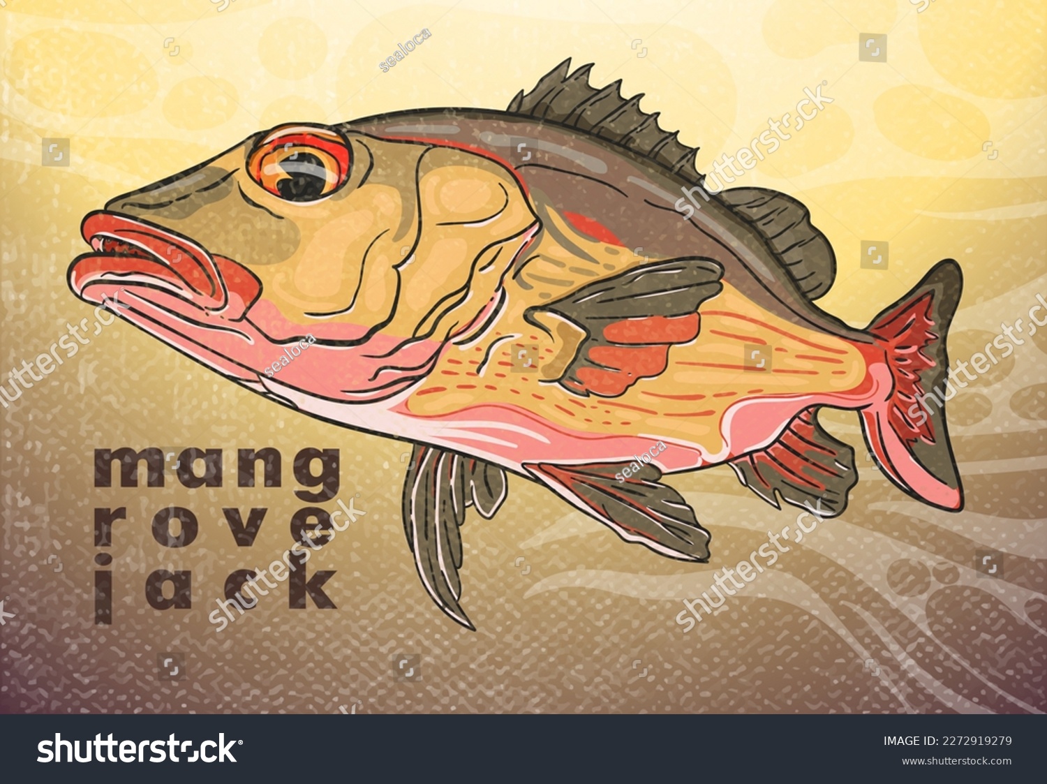 Mangrove jack images stock photos d objects vectors