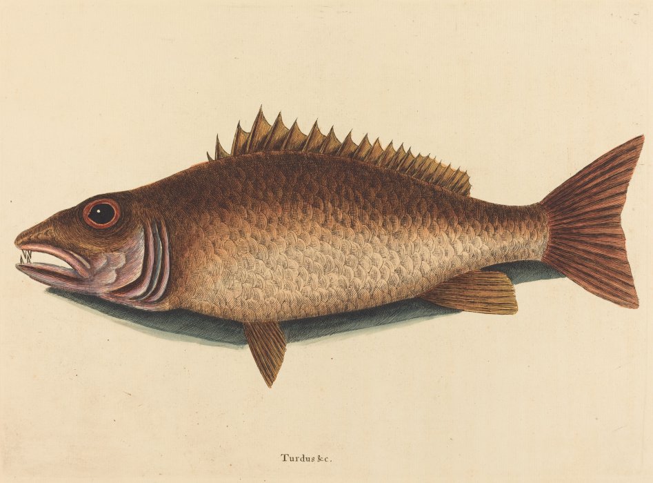 The mangrove snapper labr grise by mark catesby