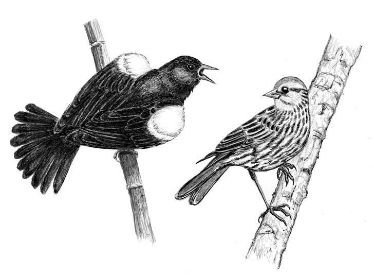 Female red