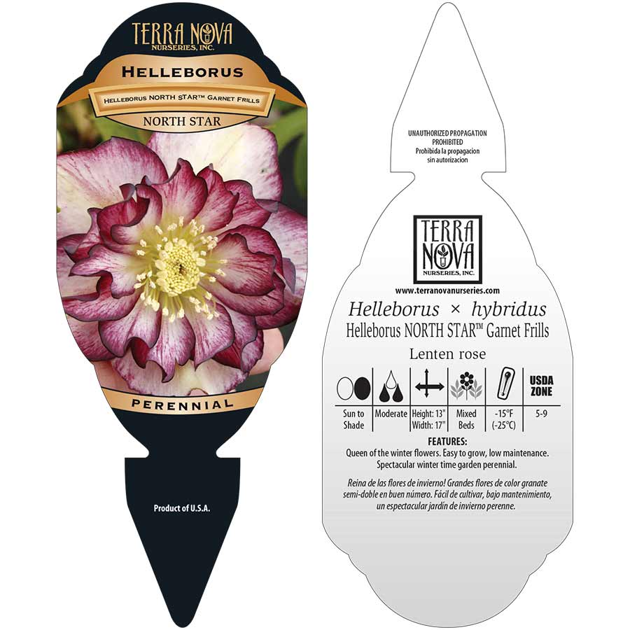 Helleborus north starâ garnet frills terra nova nurseries inc