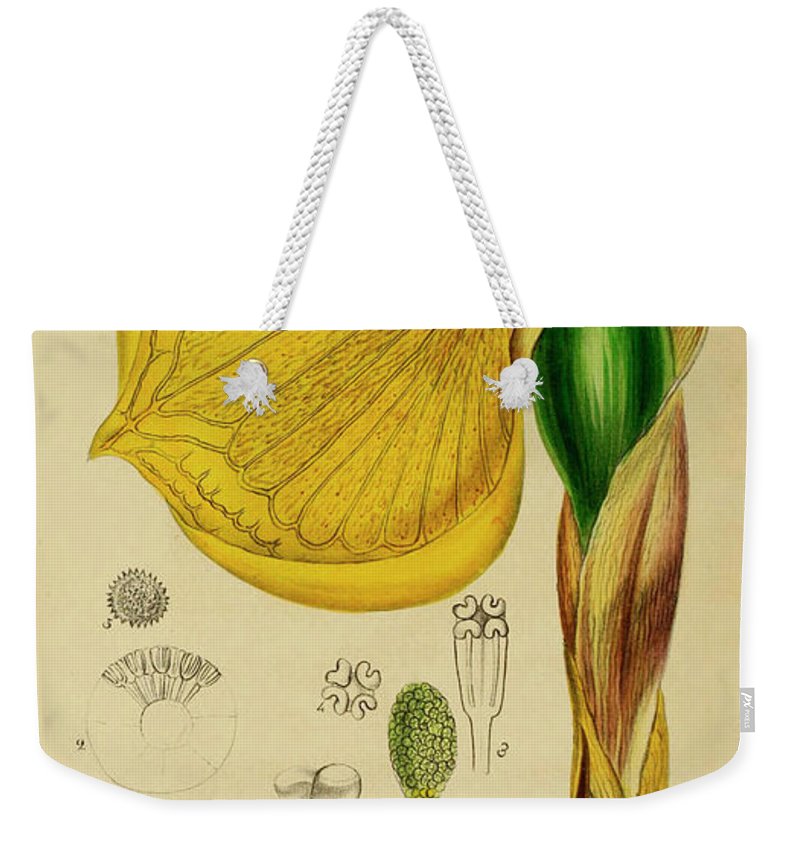 Remusatia vivipara xxx weekender tote bag by unknown