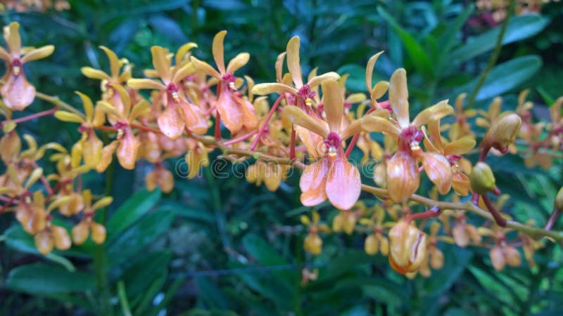 Renanthera stock photos