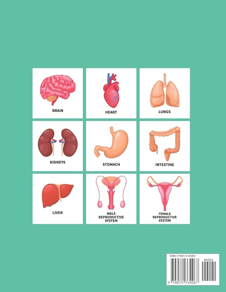 Human anatomy coloring book for kids over human body parts coloring activity book