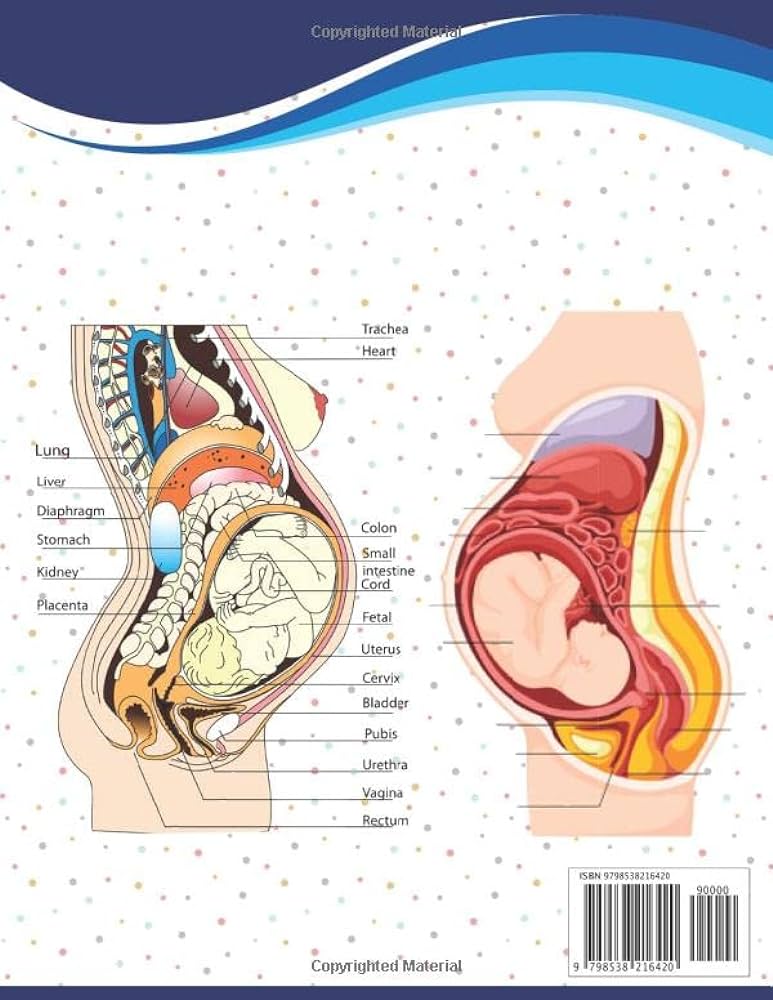 Pregnancy anatomy coloring book introduction to pregnancy anatomy workbook pregnancy art anatomy workbook for womens kids adults anatomy coloring book of women pregnancy publication mosanisaykantahy books