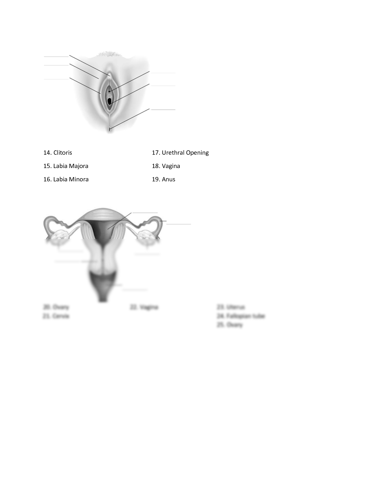 Solution reproductive system worksheet