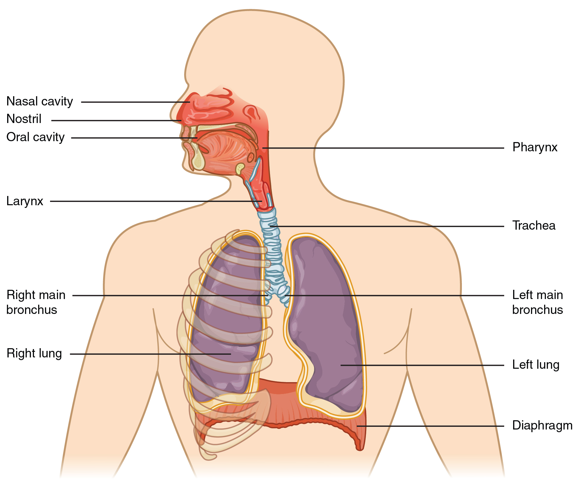 Anatomy and physiology of the respiratory system â medical terminology an interactive approach
