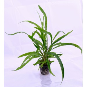 Cryptocoryne retrospiralis by www