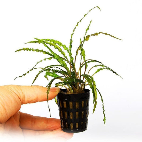 Fountain cryptocoryne cryptocoryne retrospiralis for sale my home nature