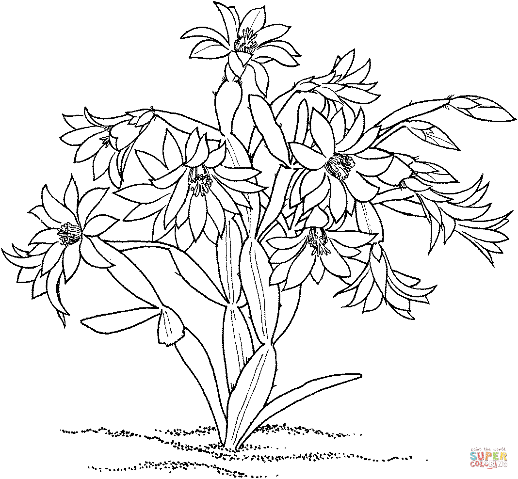 Rhipsalidopsis rosea cactus coloring page free printable coloring pages