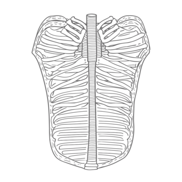 Ribs drawing png transparent images free download vector files