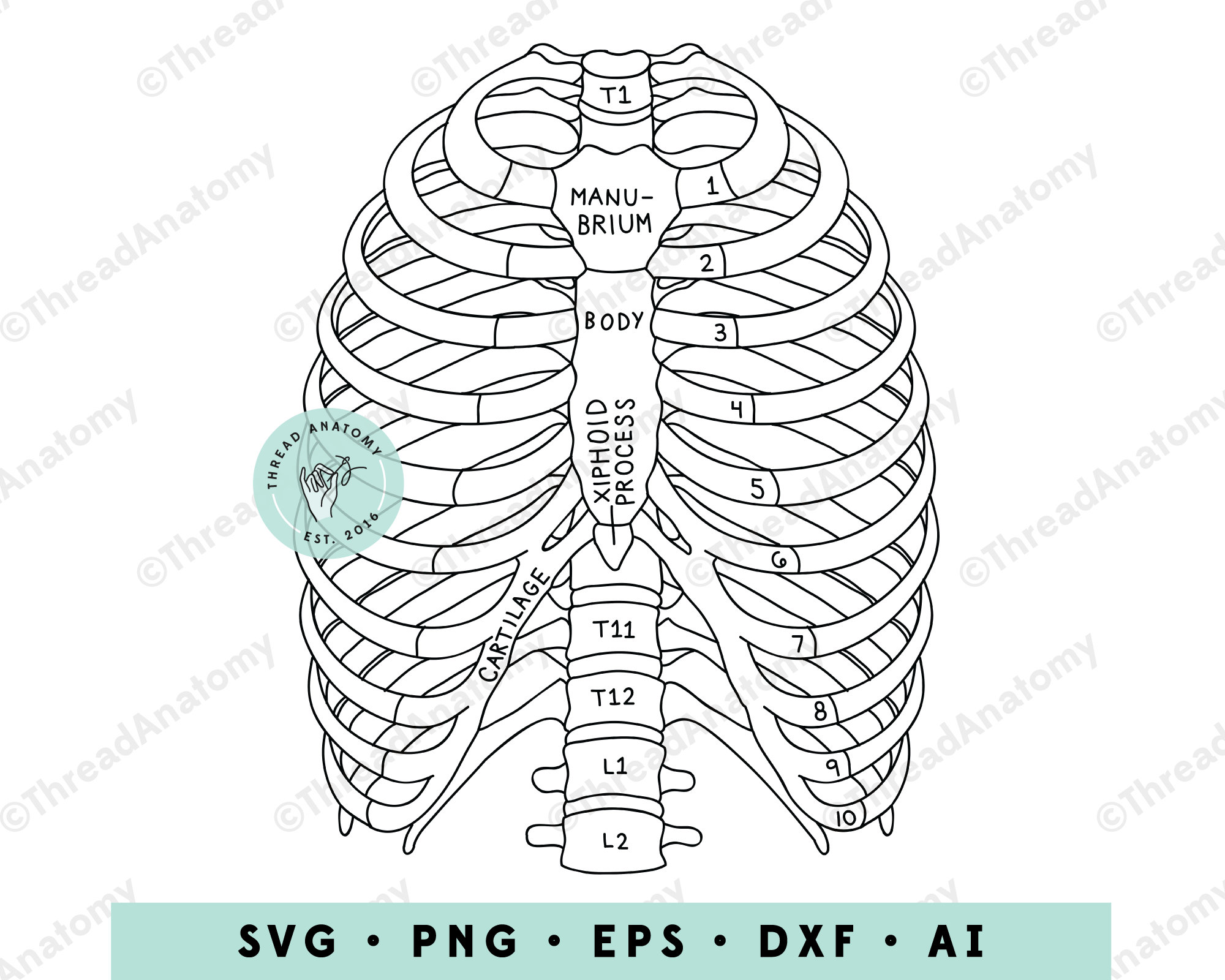 Ribs clipart ribs anatomy clip art ribs graphic ribs illustration medical graphic skeletal ribs anatomical ribs rib anatomy art
