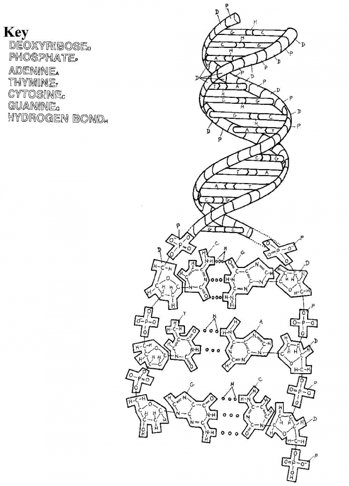Dna coloring page worksheets