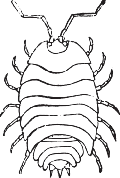 Roly poly png vector psd and clipart with transparent background for free download
