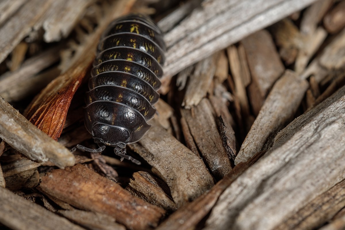 Filearadillidiidae