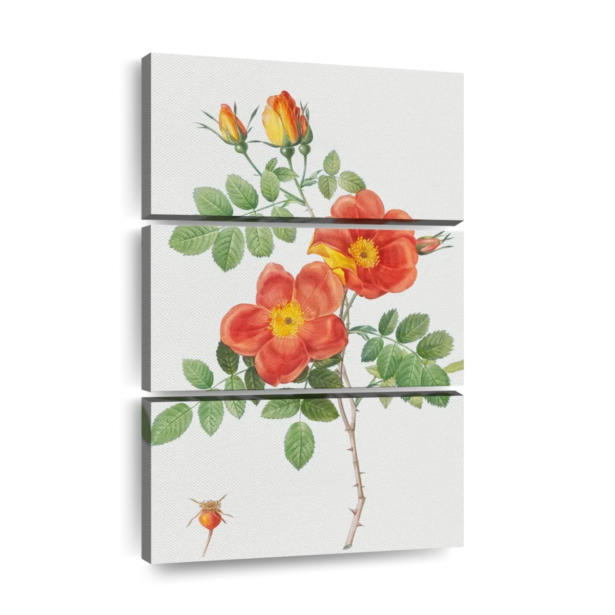 Dog rose wall art paintings drawings photograph art prints