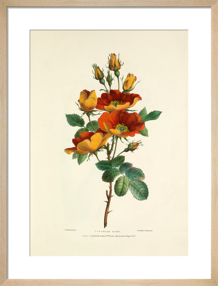 Austrian rose art print by charles joseph hullmandel king mcgaw