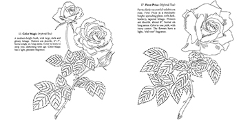 Favorite roses coloring book dover flower coloring books arbel ilil books