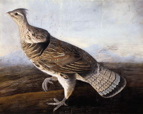 Ruffed grouse by john james audubon buy fine art print