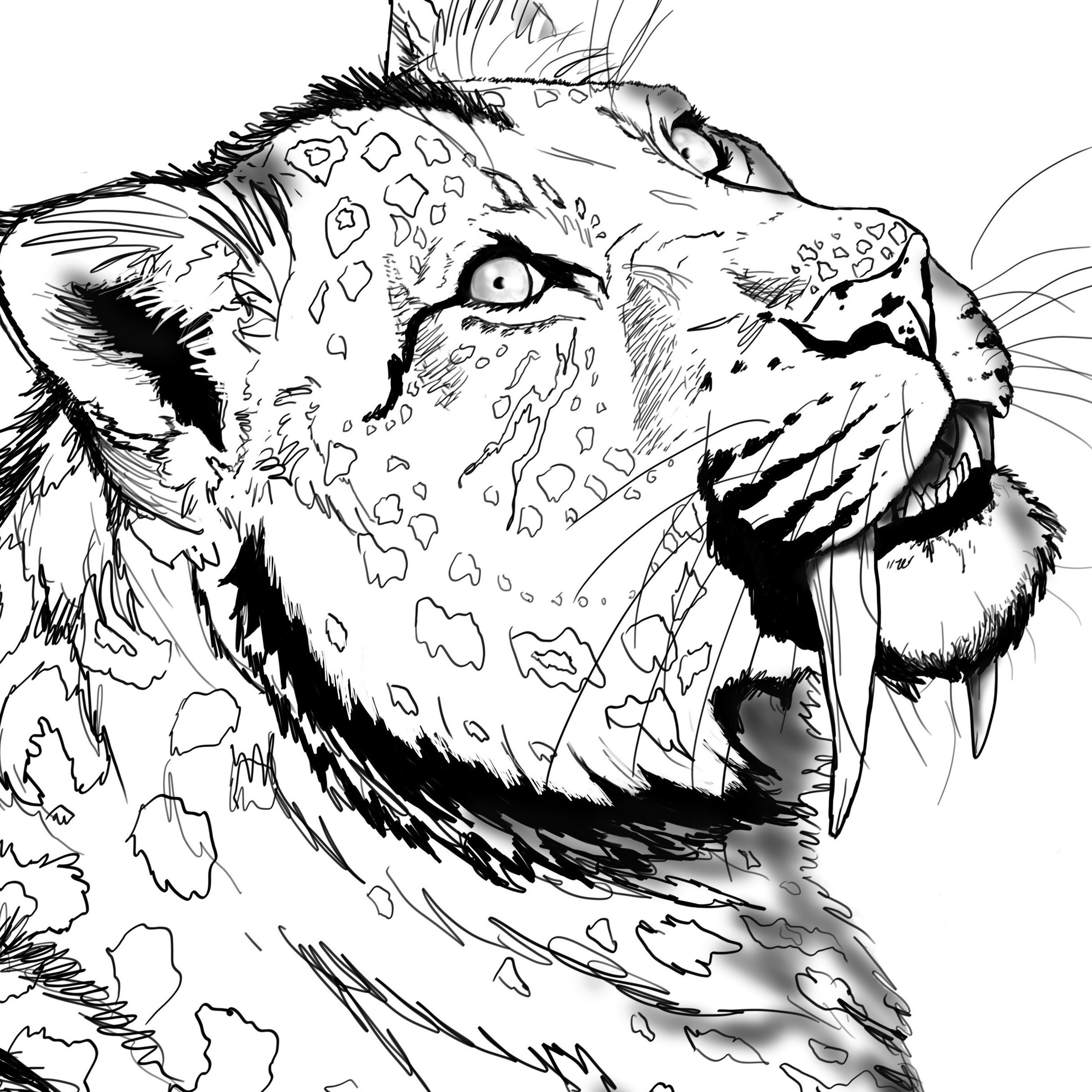 Saber tooth tiger coloring page animal color pages