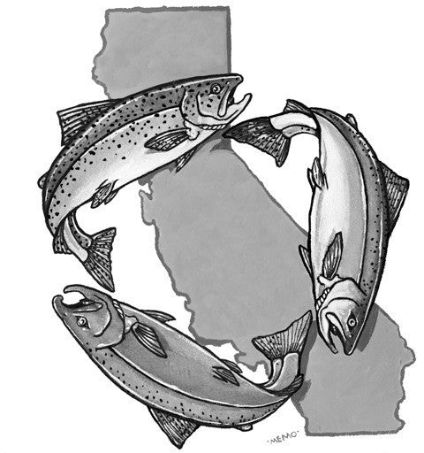 Salmon family tree t