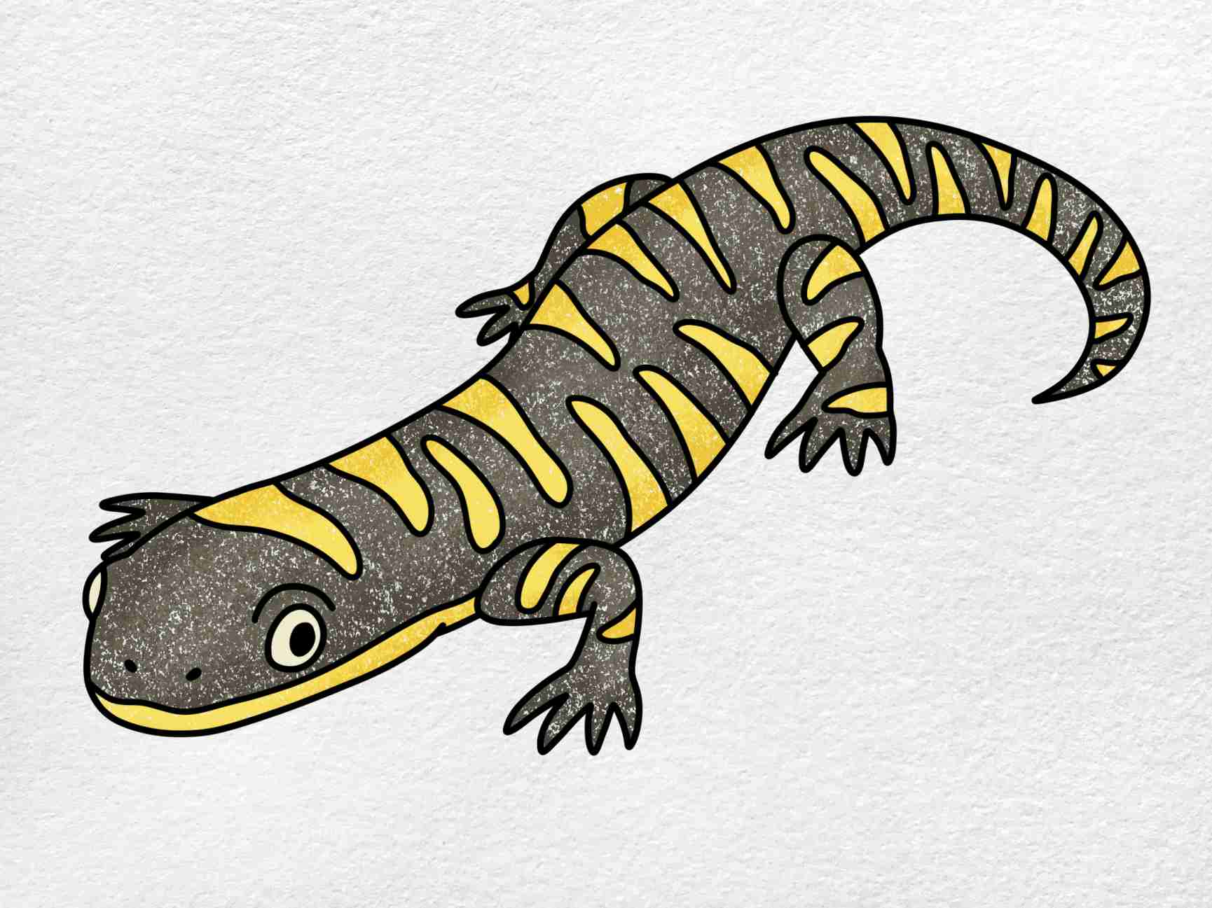 Tiger salamander drawing