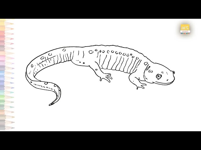 Spotted salamander drawing how to draw salamander step by step easy reptiles drawing videos