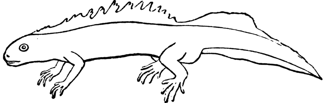 Salamander png vector psd and clipart with transparent background for free download