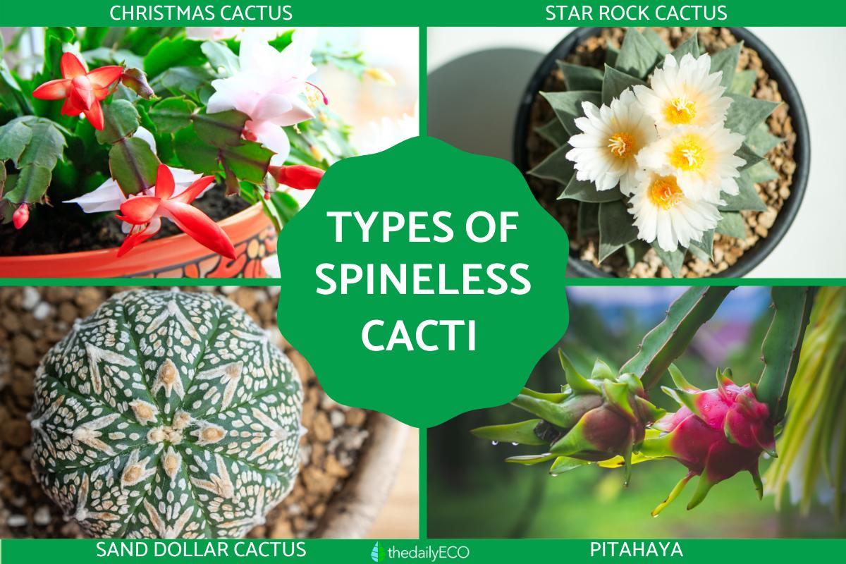 Cactus without spines