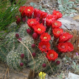 Scarlet hedgehog cactus claret cup high country gardens