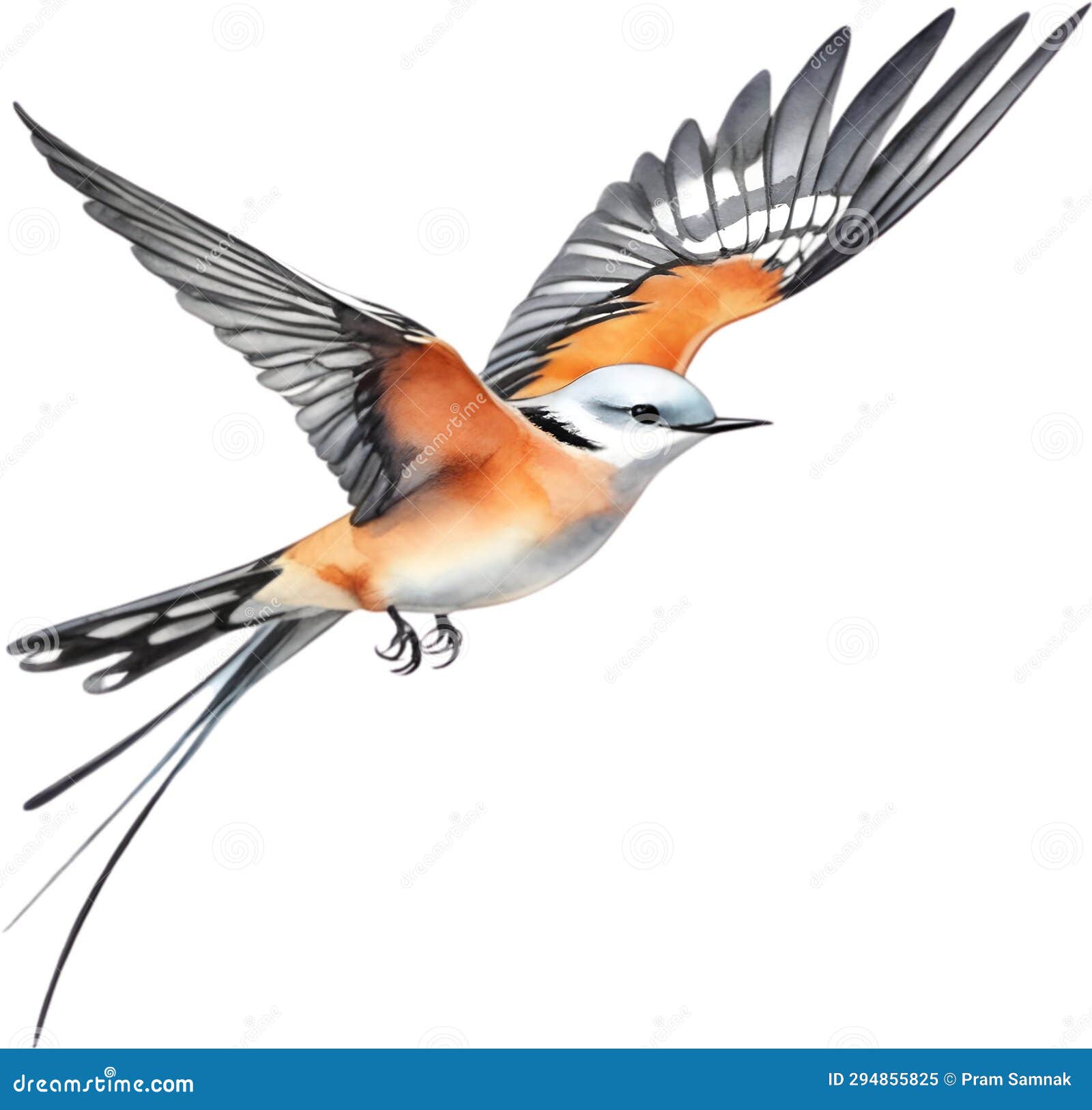 Scissortail stock illustrations â scissortail stock illustrations vectors clipart