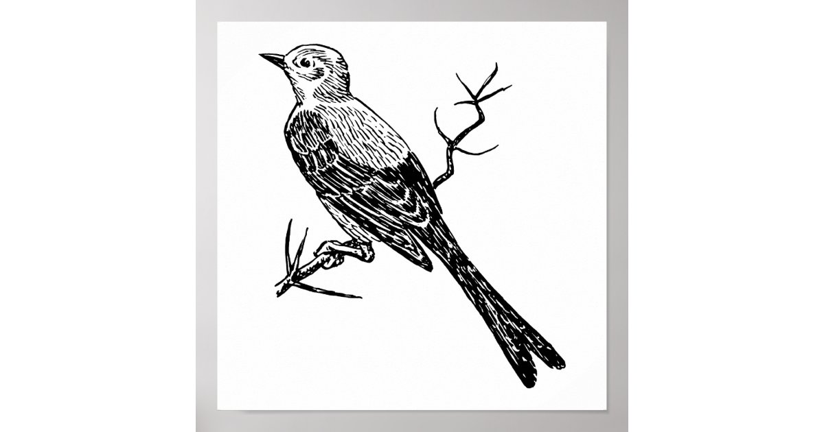 Scissortail realistic bird sketch poster