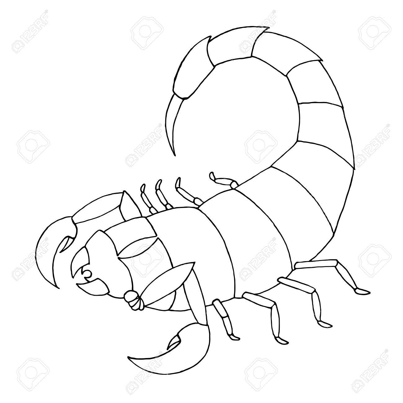 Scorpion coloring book vector outline illustration scorpio royalty free svg cliparts vectors and stock illustration image