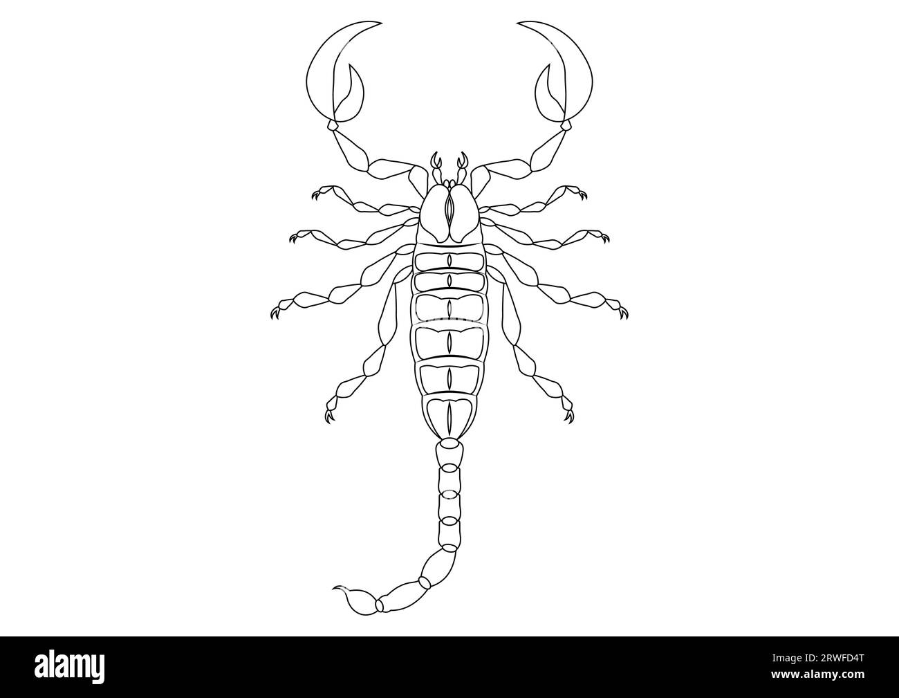 Scorpion tattoo vector vectors hi