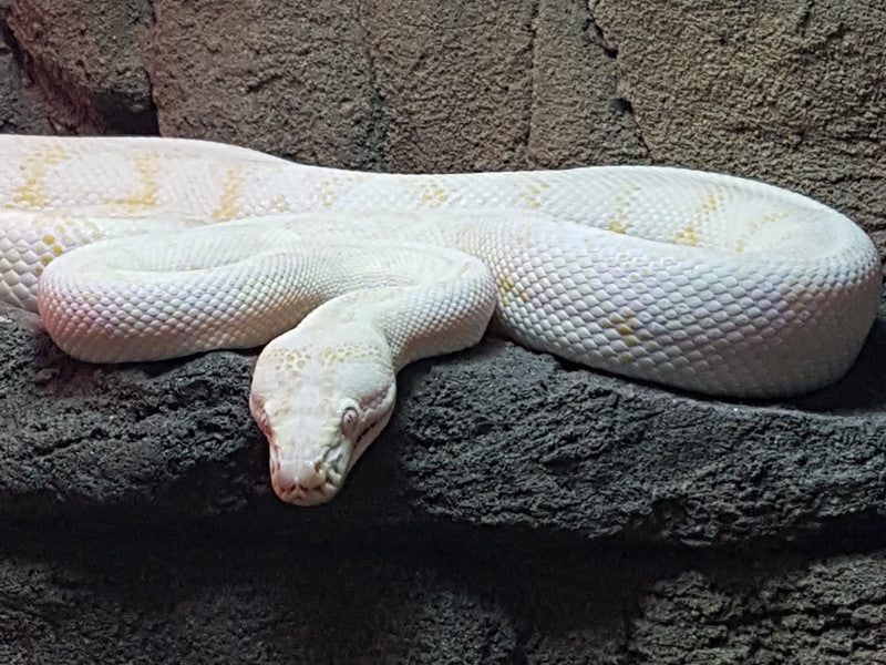 Snakes for sale sydney nsw â kellyville pets