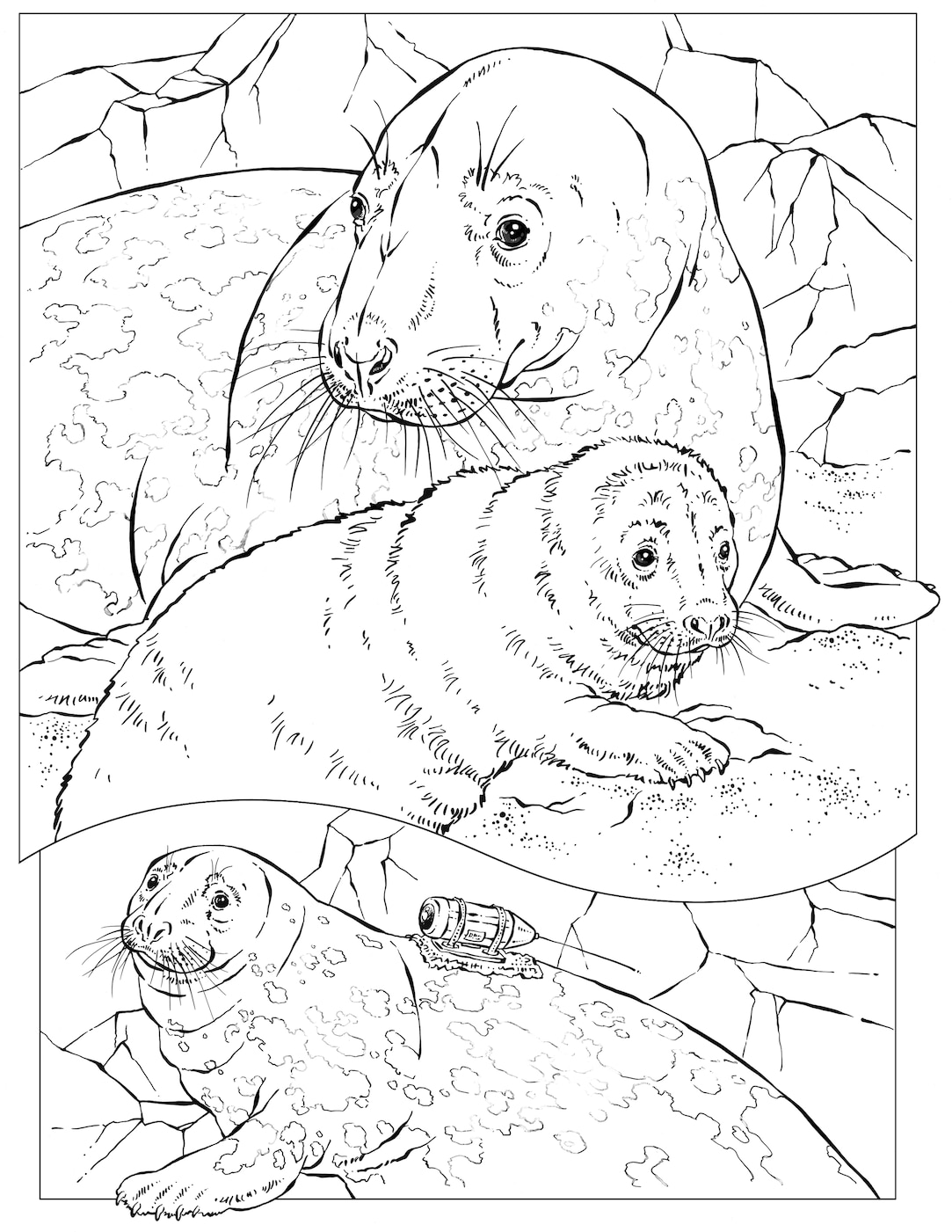 Coloring book animals a to i